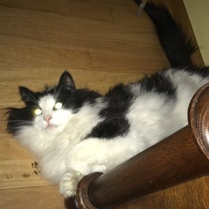 Meet your Posher, Kylie